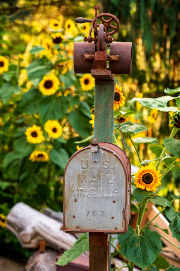 Vintage U.S. mailbox surrounded by sunflowers, reflecting the character and history that inspire Mrs. Mailbox designs.